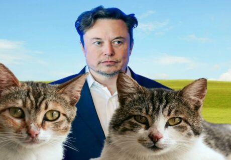 Elon Musk Cat – Halka Arz Takvimi